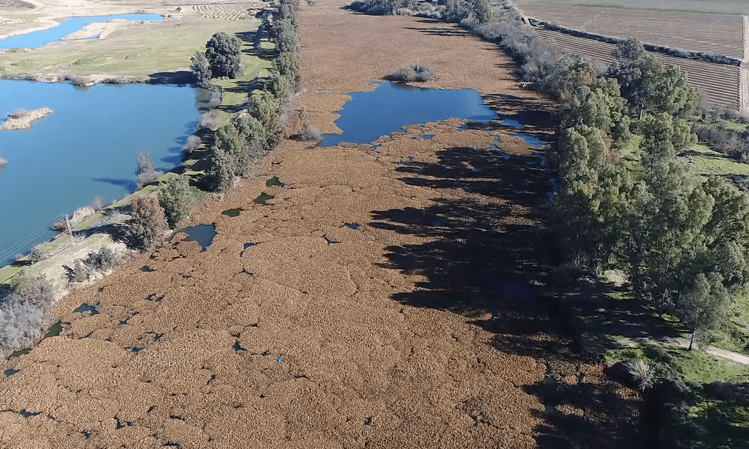 Rio Guadiana coberto de jacinto-de-água
