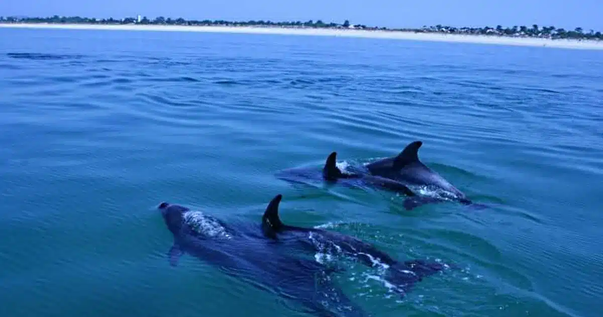 cetáceos na costa algarvia