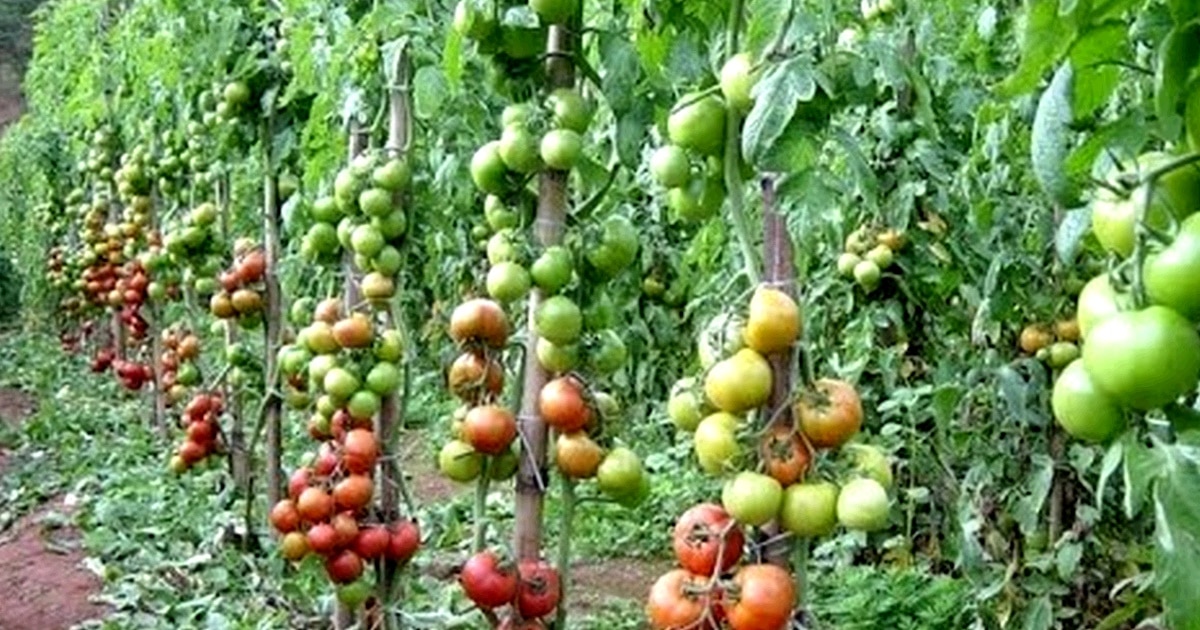 tomateiras podem emitir sons