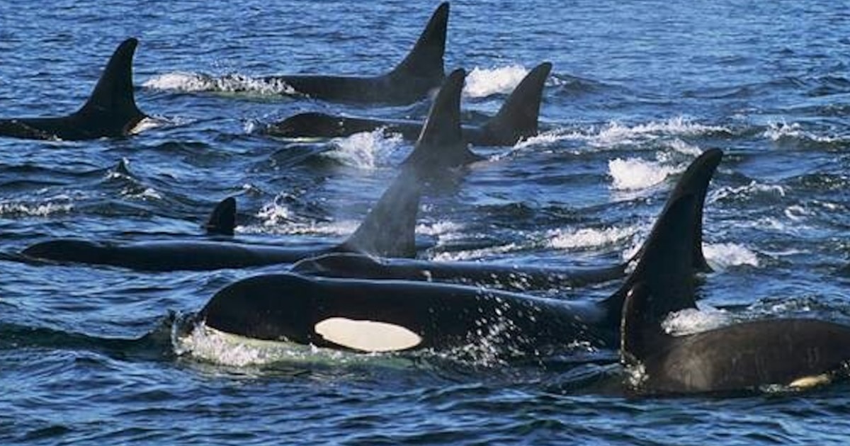 família de orcas