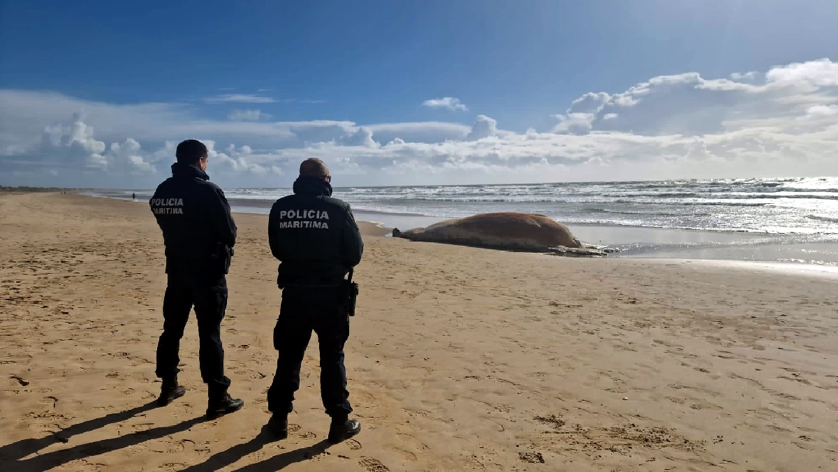 Polícia marítima observa foca em praia portuguesa.